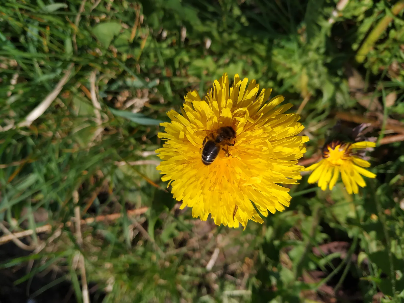 Een honingbij op een gele paardenbloem