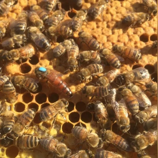 Close-up van een blauw-gemerkte Carnica-koningin