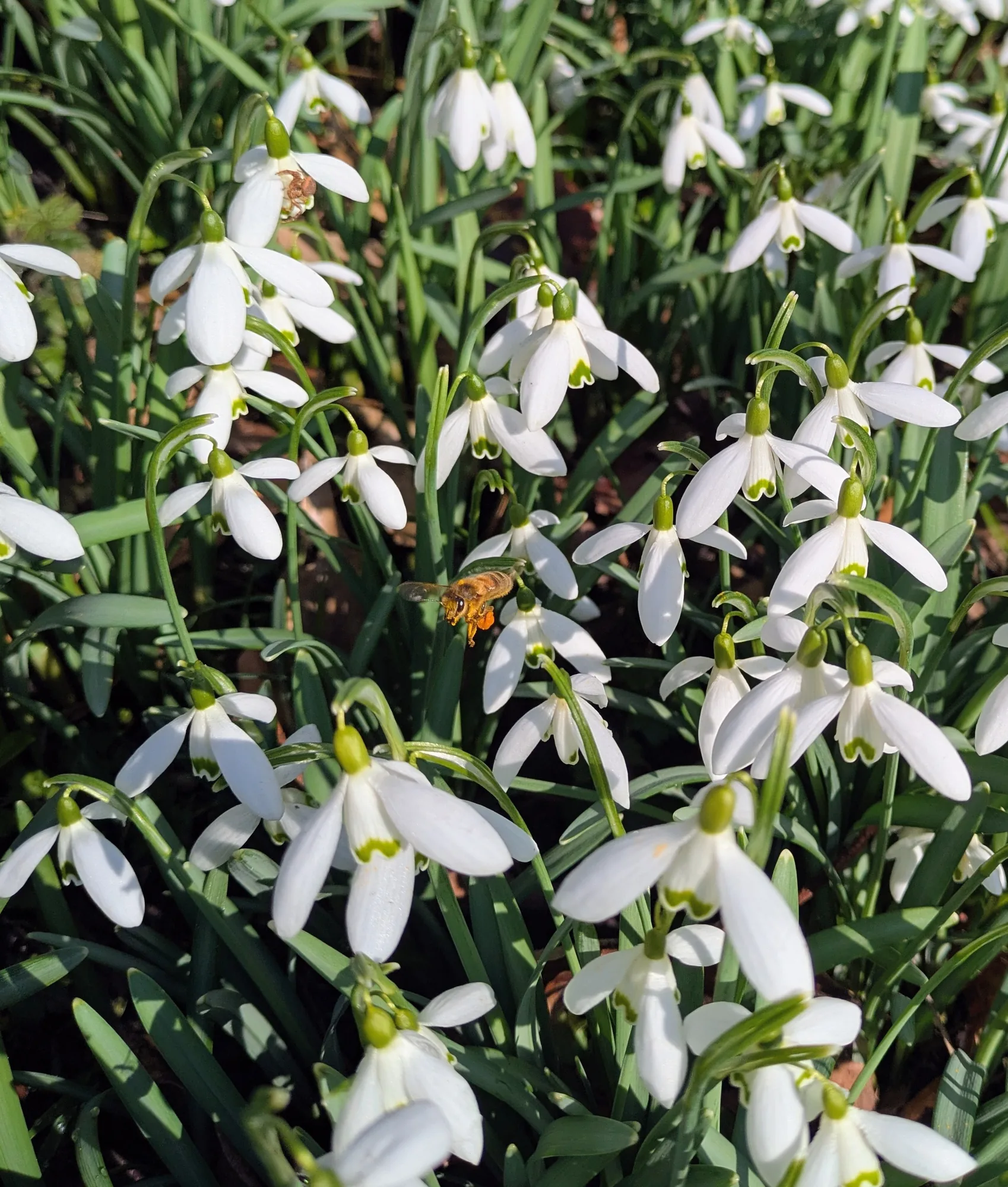 Een bij vliegt tussen bloeiende sneeuwklokjes in de vroege lente